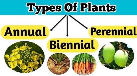 Classification of plants