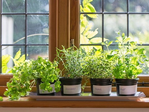 Grow Herbs in your kitchen