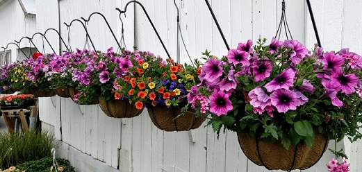 Hanging baskets for a small garden at home