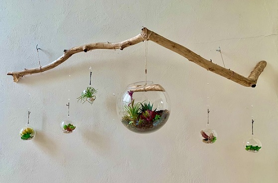 Hanging terrariums - Indoor gardening ideas at home 