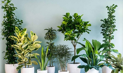 indoor gardening beginner at home ideas
