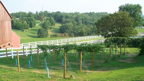 Irrigation and vine spacing system