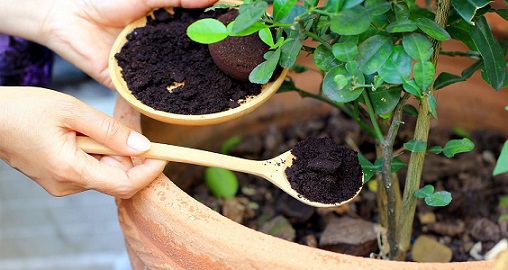 Use fertilizer for your container garden