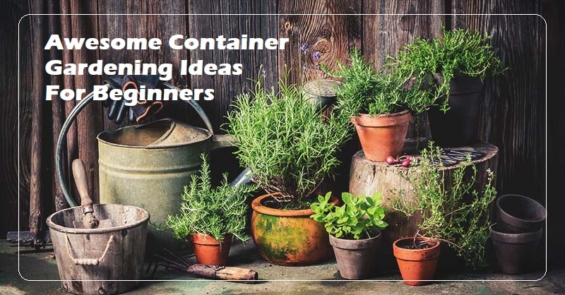 container gardening ideas for beginners